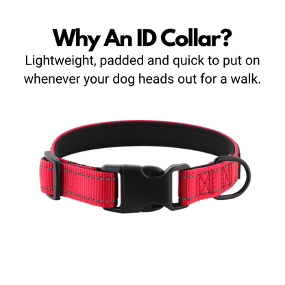 ID Dog Collar - Padded & Reflective- Greyhounds & Whippets