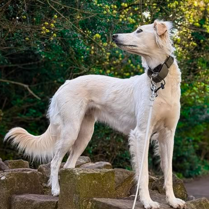 Olive Green Padded Martingale Collar for Sighthounds