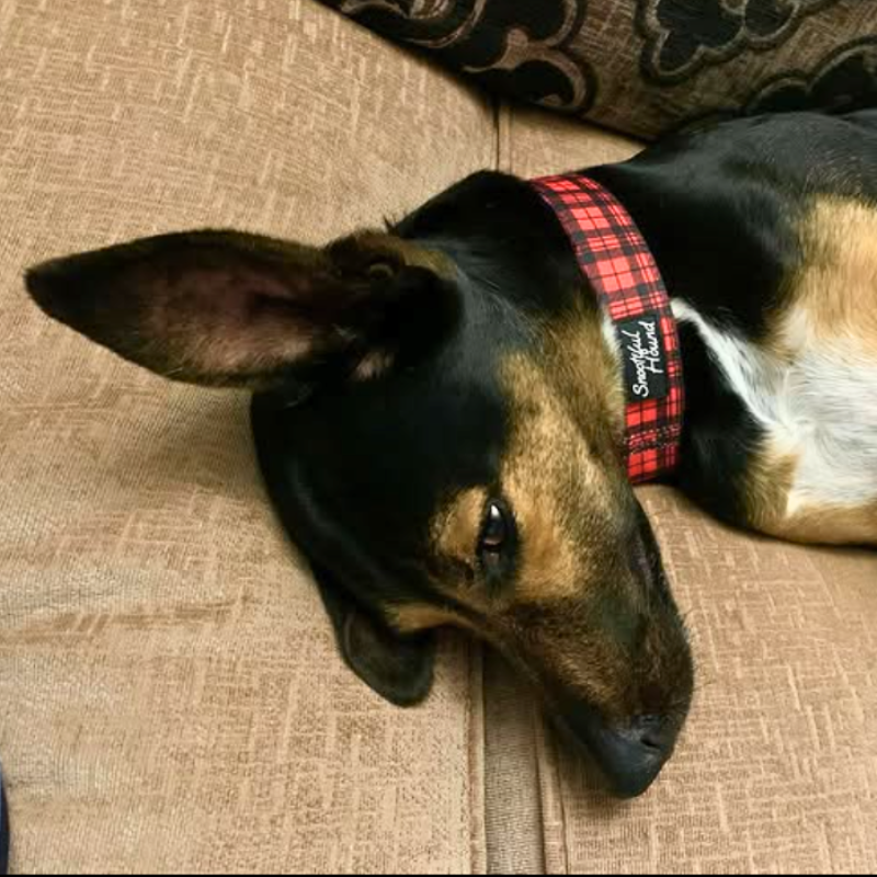 Red Tartan Check Martingale Collar for Sighthounds - Padded