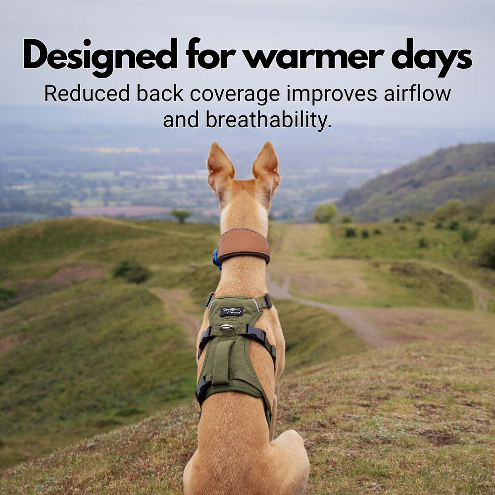 Lightweight Summer Harness for Sighthounds | Breathable, Comfortable & Escape Proof