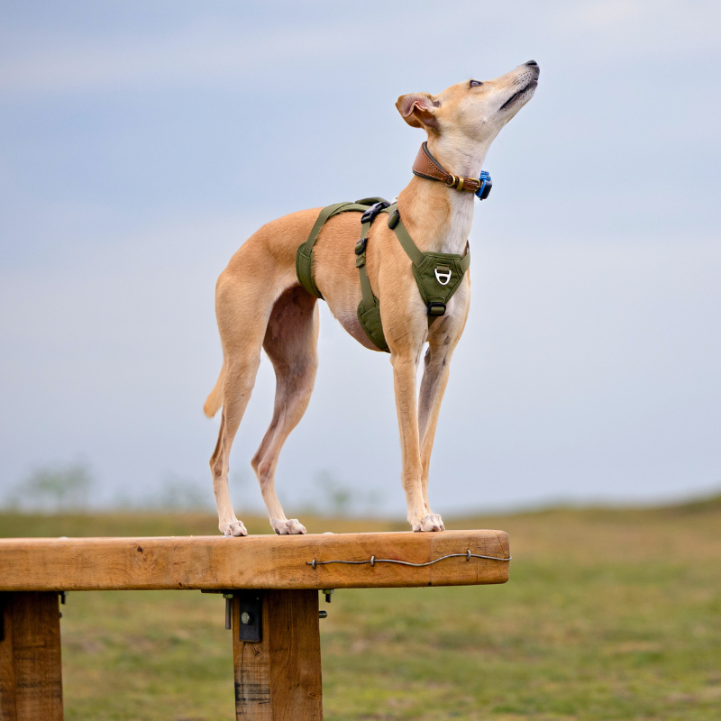 Lightweight Summer Harness for Sighthounds | Breathable, Comfortable & Escape Proof