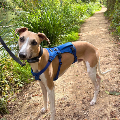 Lightweight Summer Harness for Sighthounds | Breathable, Comfortable & Escape Proof