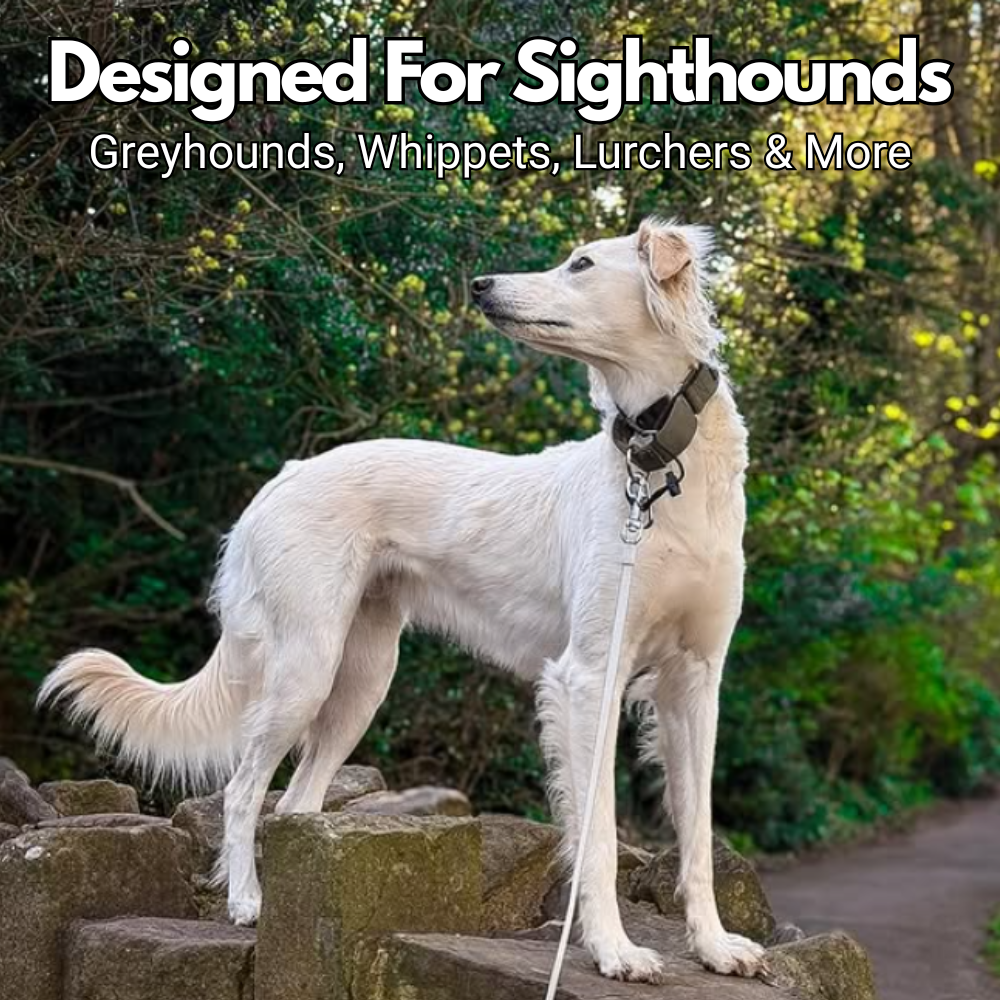 Olive Green Padded Martingale Collar for Sighthounds