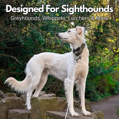 Olive Green Padded Martingale Collar for Sighthounds