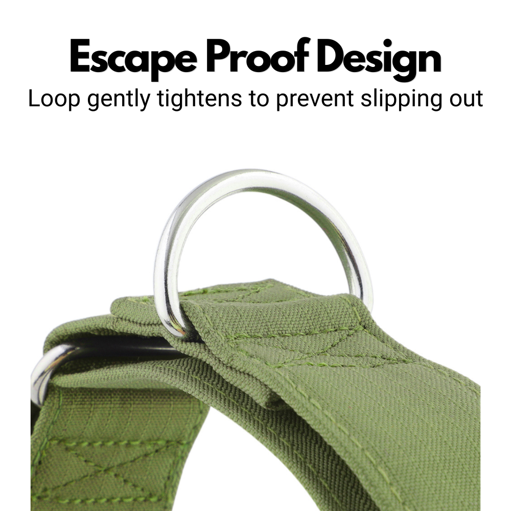 Olive Green Padded Martingale Collar for Sighthounds