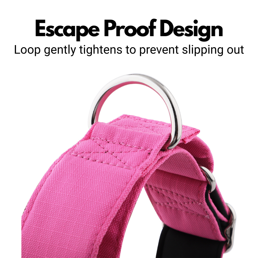Pink Padded Martingale Collar for Sighthounds