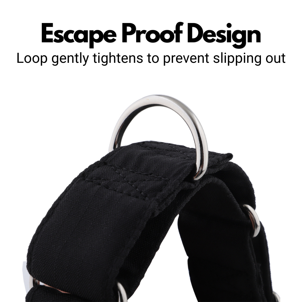 Black Padded Martingale Collar for Sighthounds
