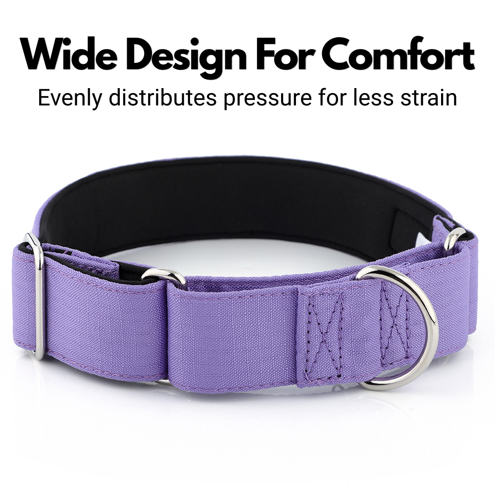 Purple Padded Martingale Collar For Sighthounds