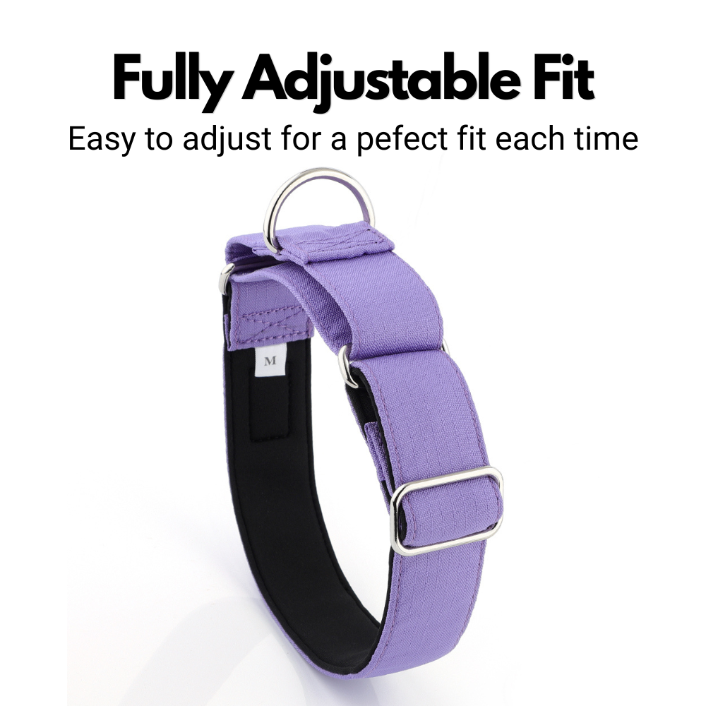 Purple Padded Martingale Collar For Sighthounds