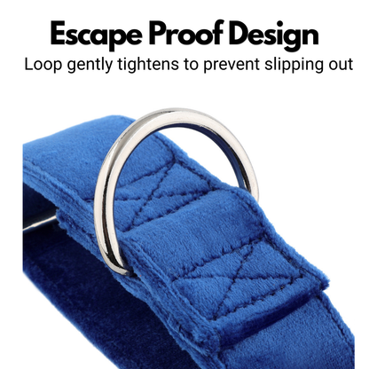 Blue Velvet Martingale Collar for Sighthounds - Soft & Luxurious