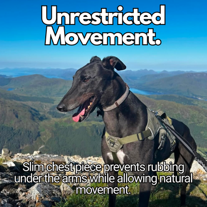 Sighthound Harness | Whippets, Greyhounds & Lurchers | Escape Proof