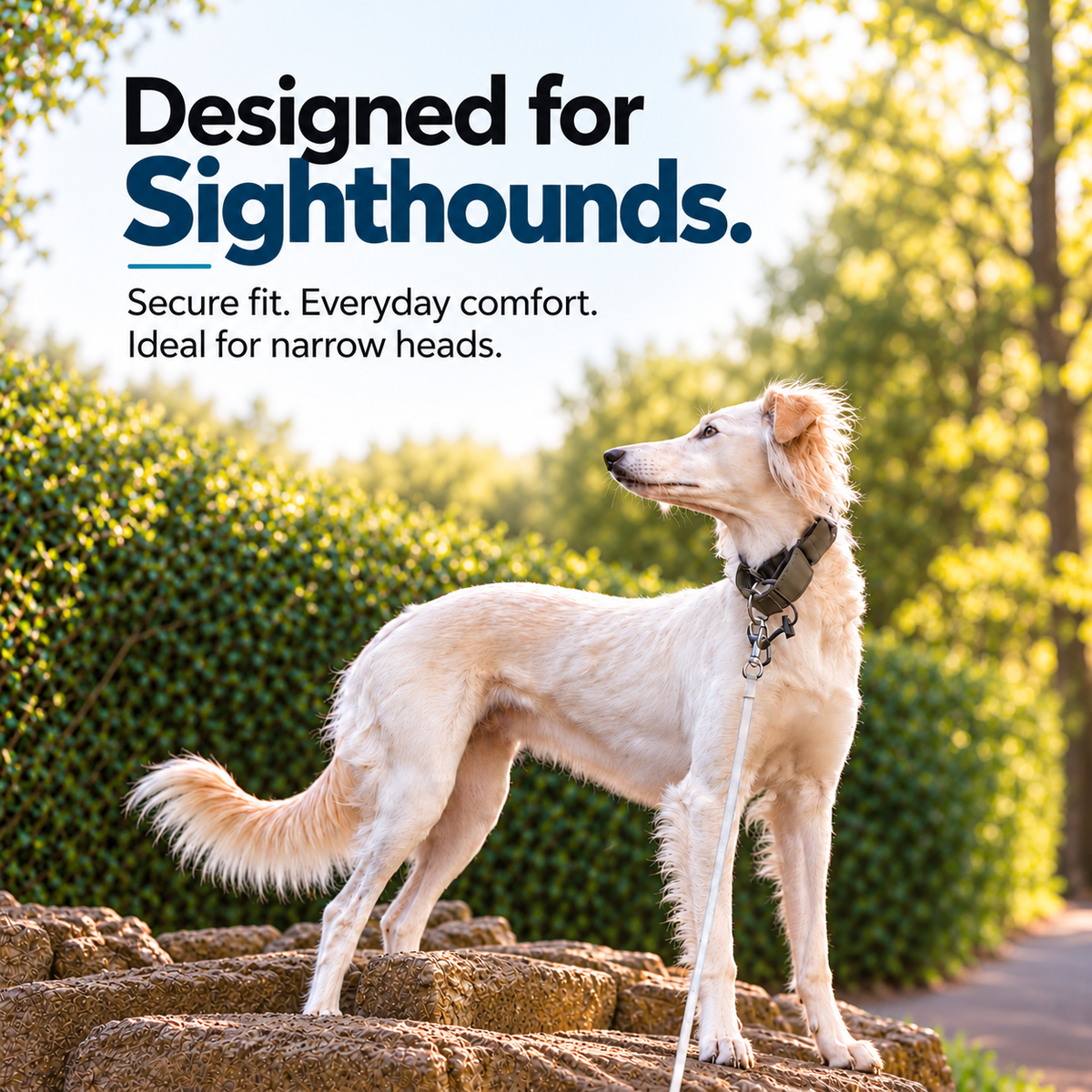 Floral Martingale Collar for Sighthounds - Padded