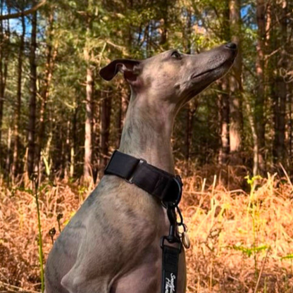 Black Padded Martingale Collar for Sighthounds