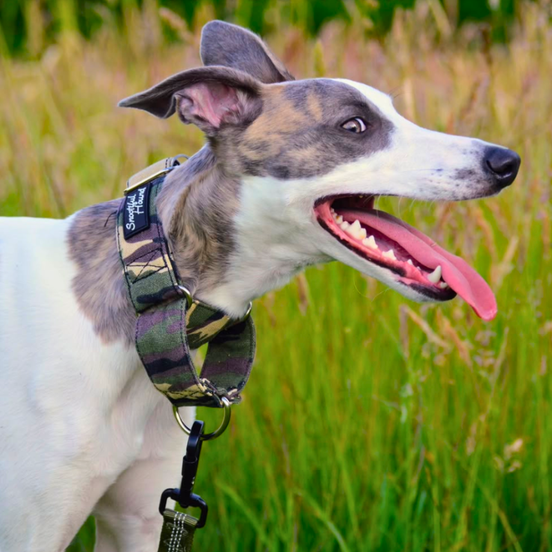 Green Camo Martingale Collar for Sighthounds - Padded