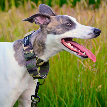 Green Camo Martingale Collar for Sighthounds - Padded