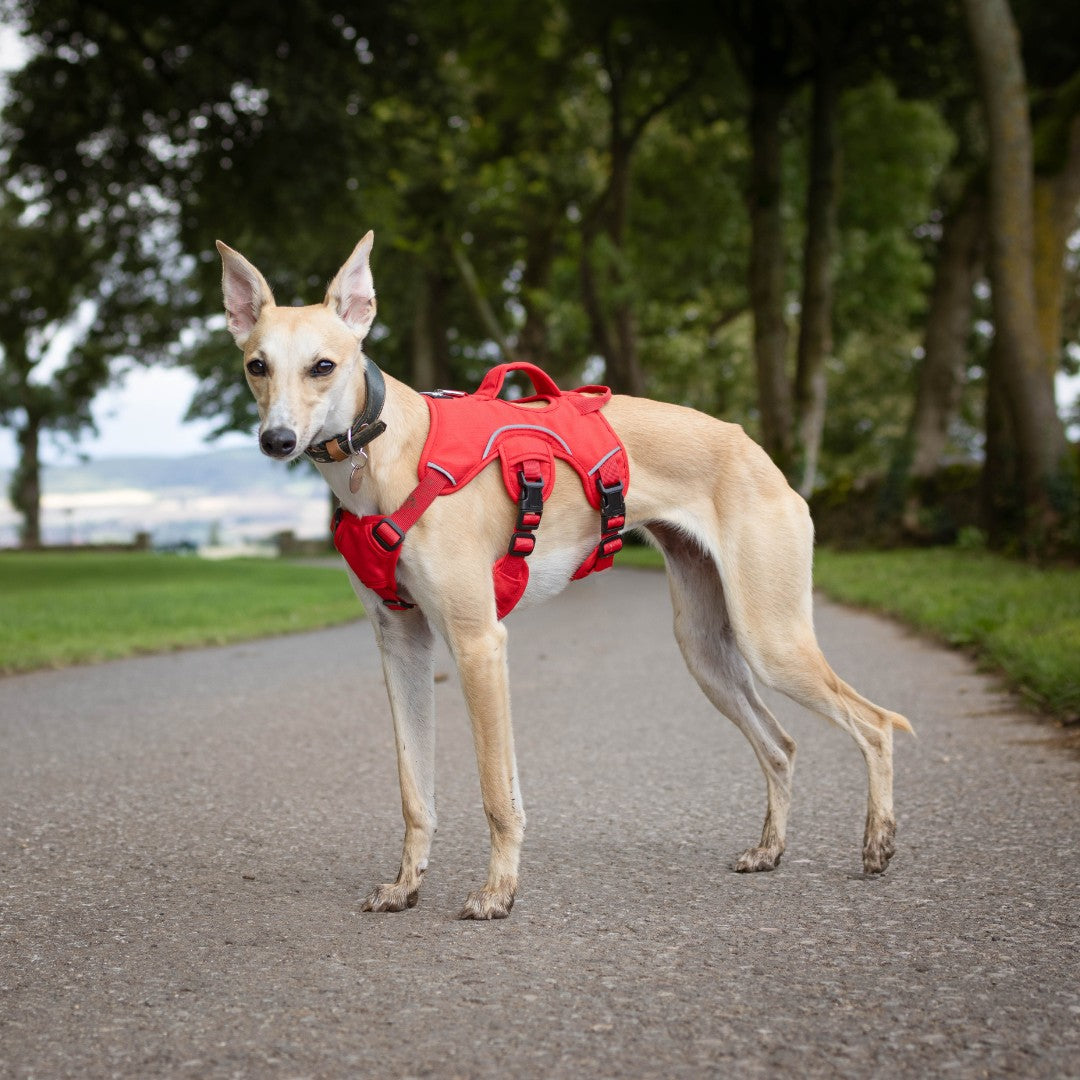 trendy whippet harness - red