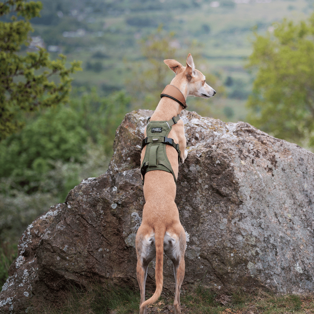 Lightweight Summer Harness for Sighthounds | Breathable, Comfortable & Escape Proof