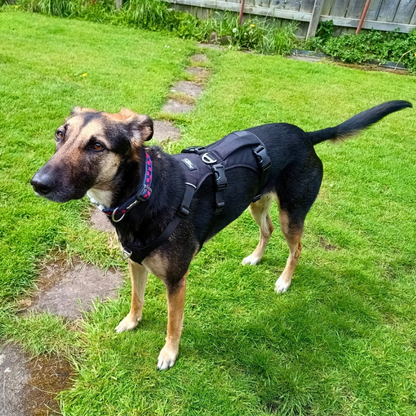 Lightweight Summer Harness for Sighthounds | Breathable, Comfortable & Escape Proof