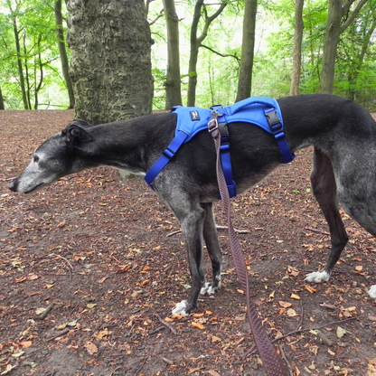 Lightweight Summer Harness for Sighthounds | Breathable, Comfortable & Escape Proof