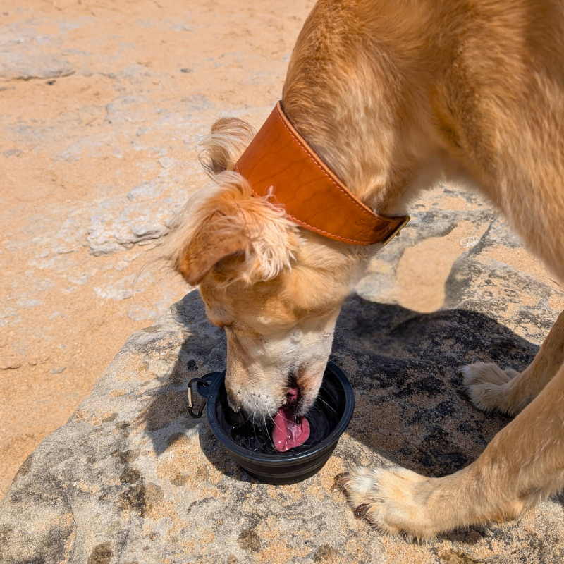 dog drinking from collapsible dog bowl on beach