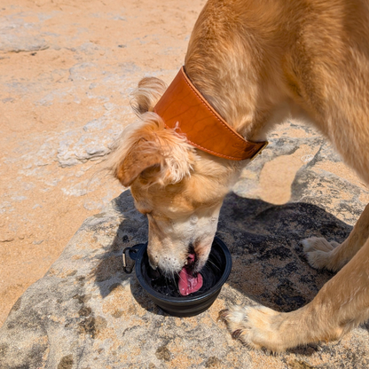 dog drinking from collapsible dog bowl on beach