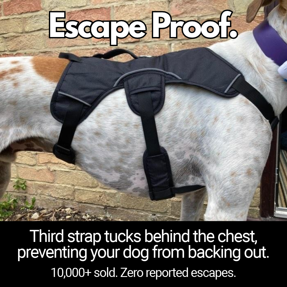 Sighthound Harness | Whippets, Greyhounds & Lurchers | Escape Proof