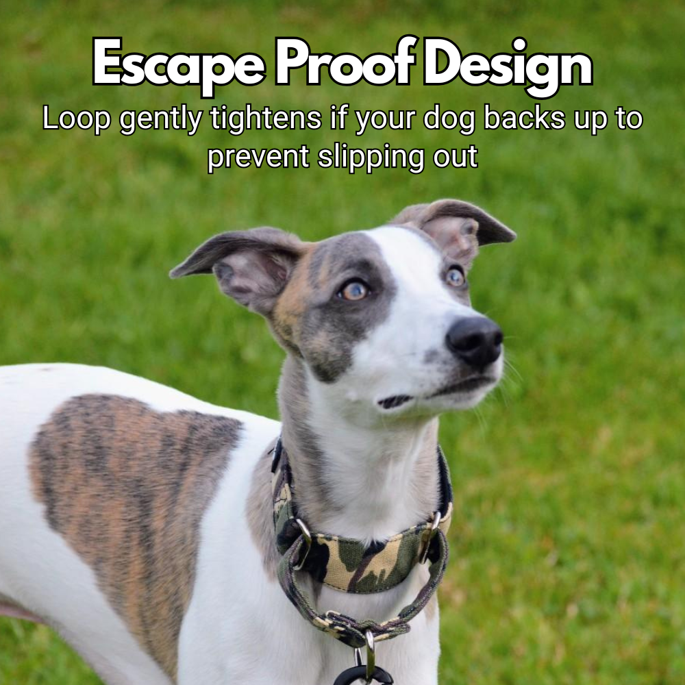 Red Tartan Check Martingale Collar for Sighthounds - Padded