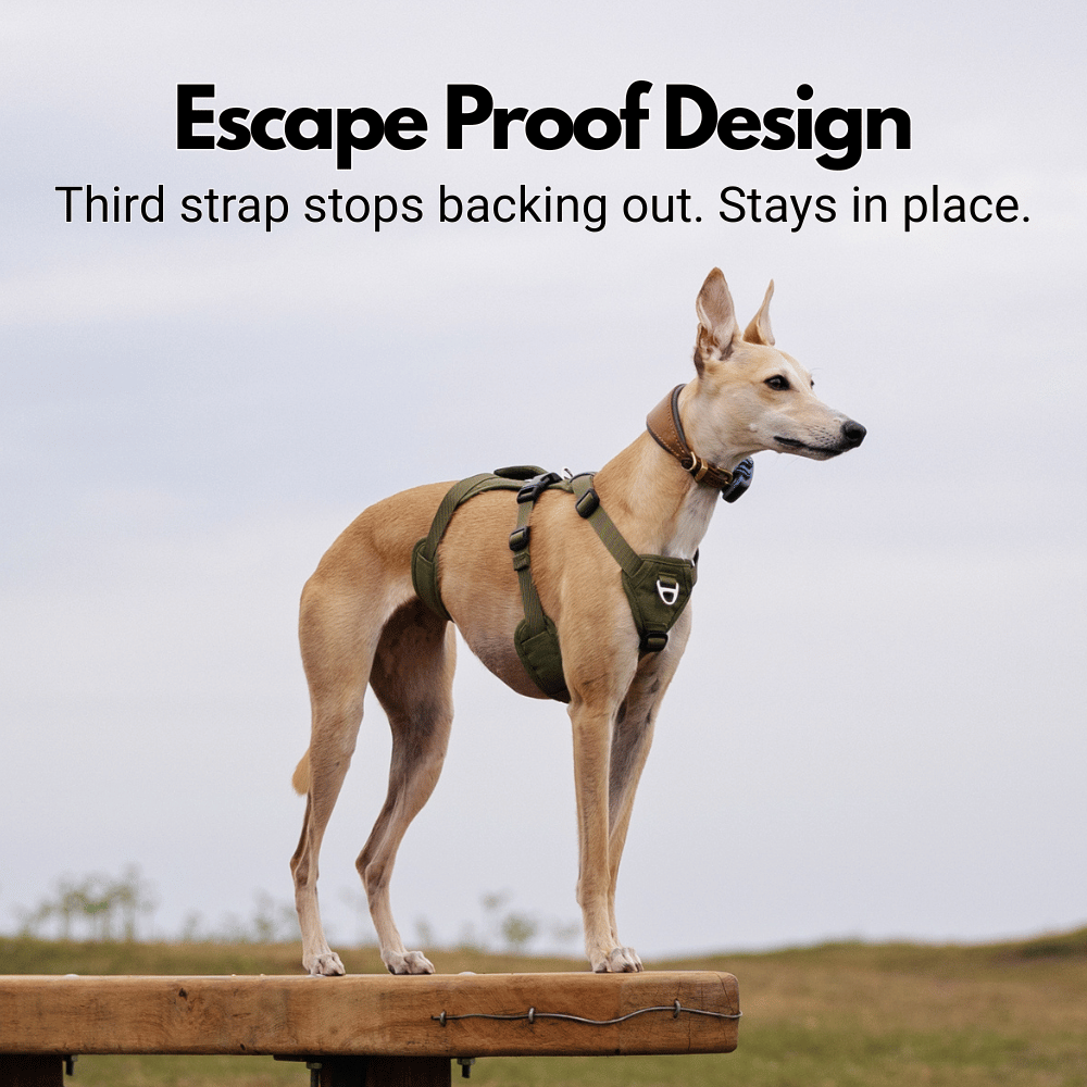 Lightweight Summer Harness for Sighthounds | Breathable, Comfortable & Escape Proof
