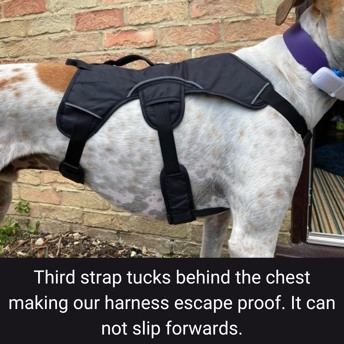 Sighthound Harness Escape Proof For Whippets, Greyhounds