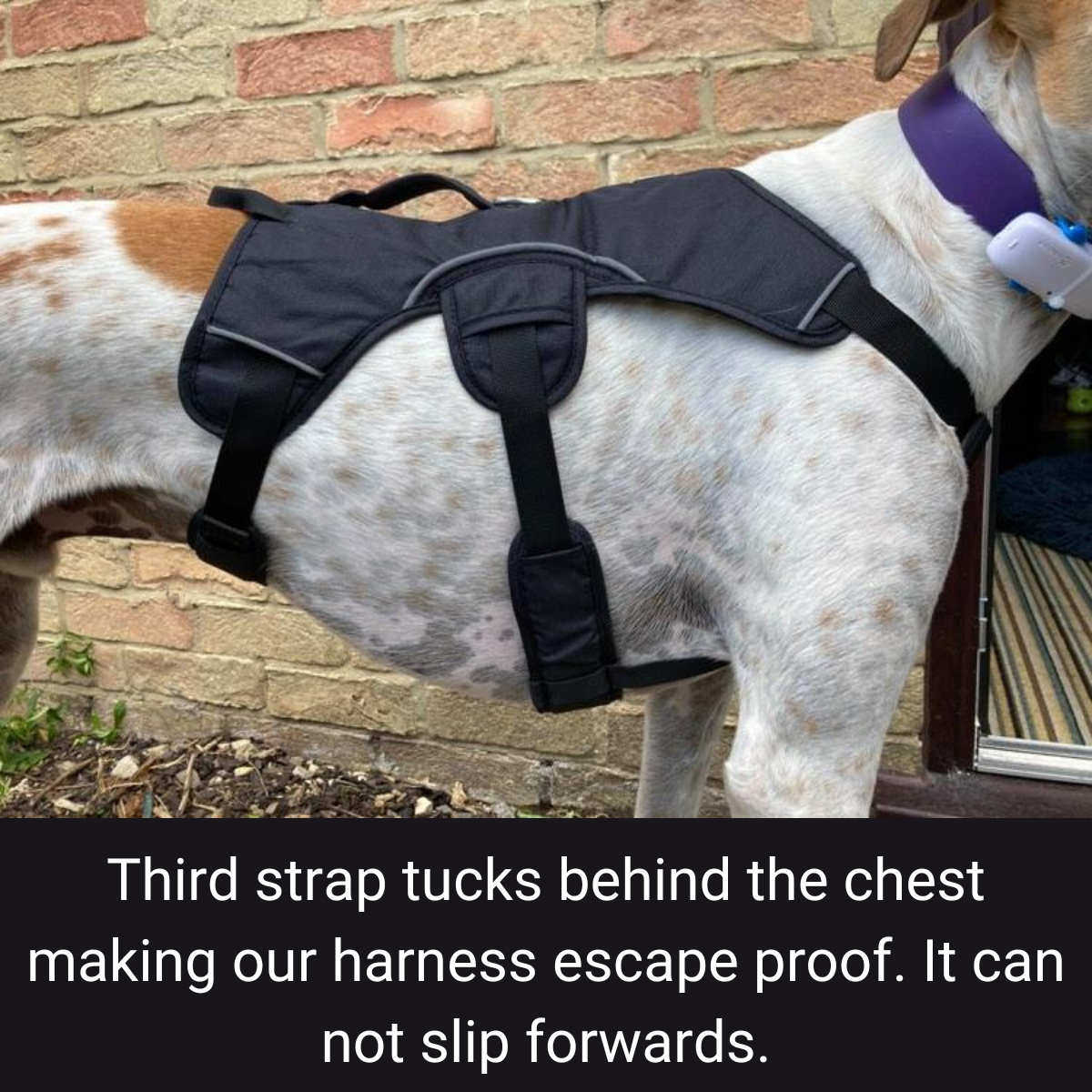 Sighthound Harness Whippets Greyhounds Lurchers Escape Proof