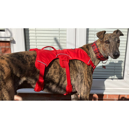 greyhound harness red