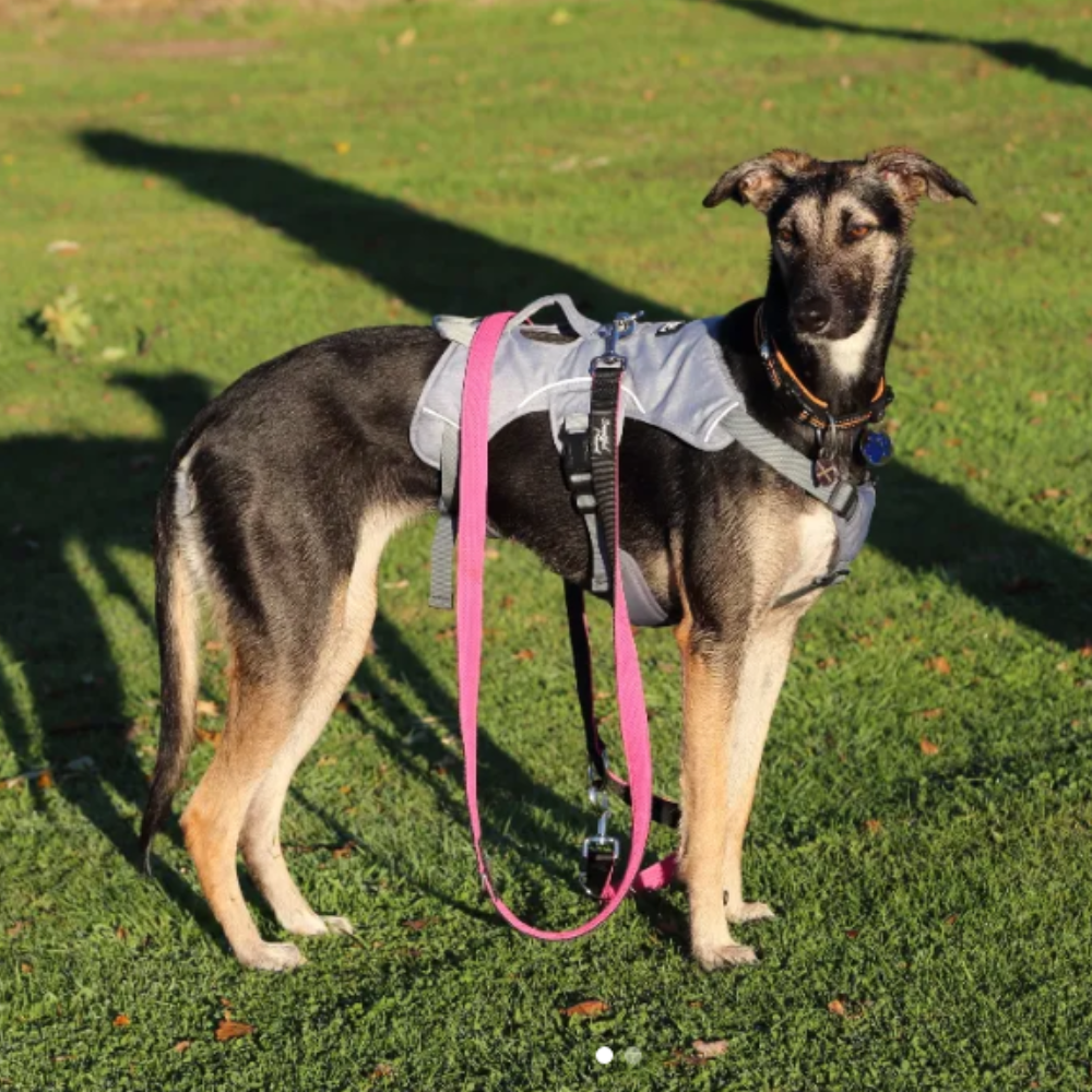 lurcher wearing grey escape proof harness