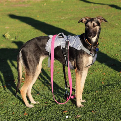 lurcher wearing grey escape proof harness