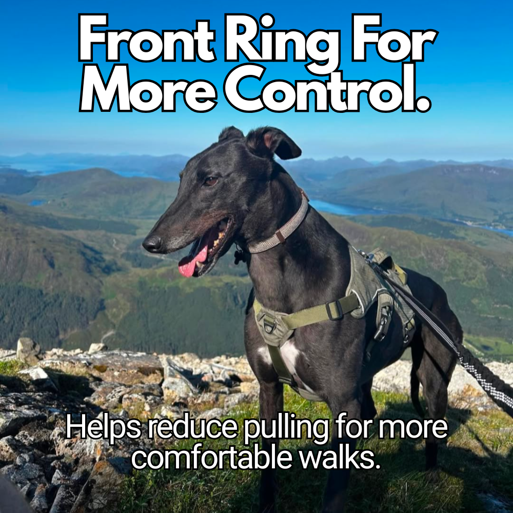 greyhound wearing anti pull front ring harness