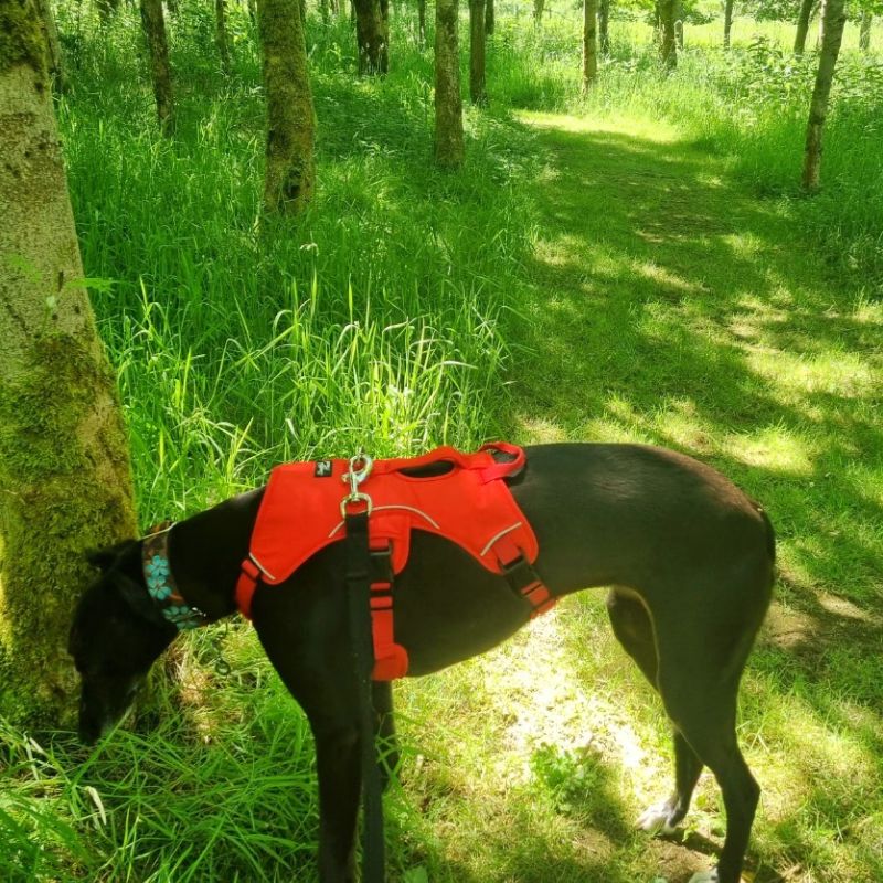 greyhound harness in woods