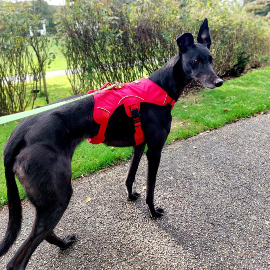 red greyhound harness