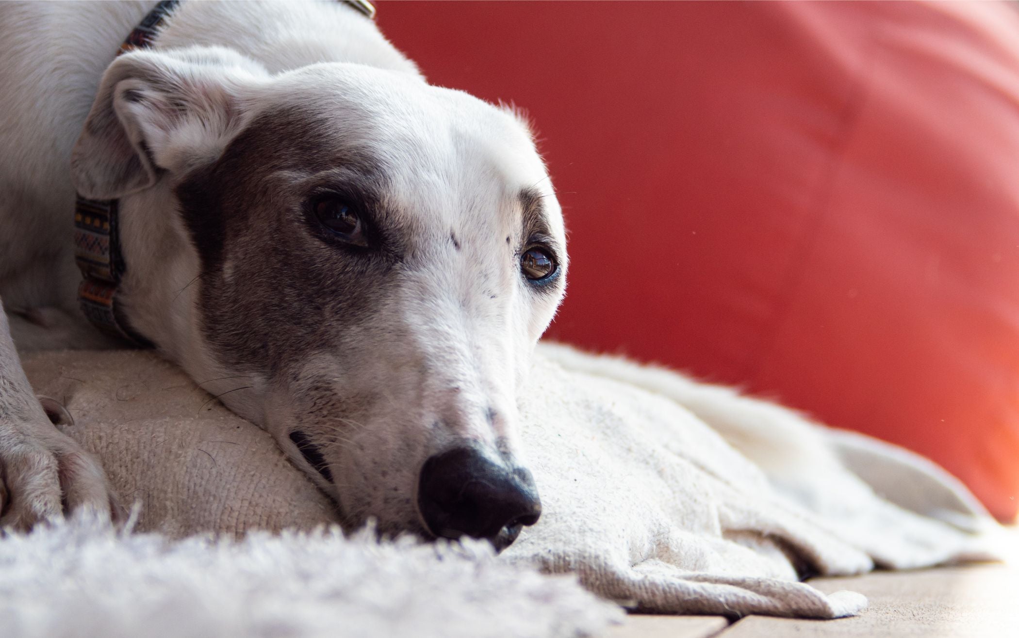 image of greyhound