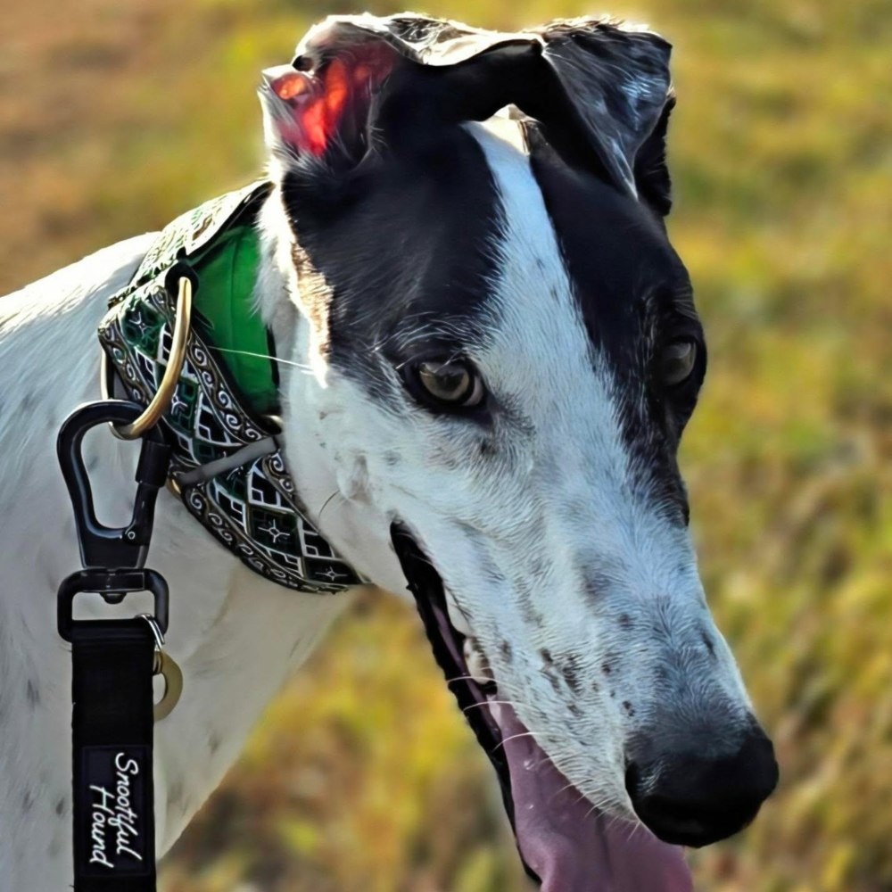 greyhound wearing carabiner locking lead