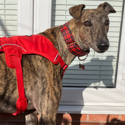 george the greyhound in red martingale collar