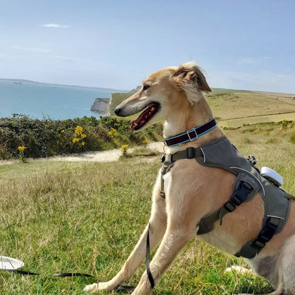 saluki wearing house collar