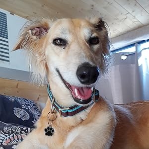 saluki wearing house collar indoors