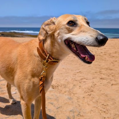 Leather Fishtail Collar For Whippets, Greyhounds and Lurchers