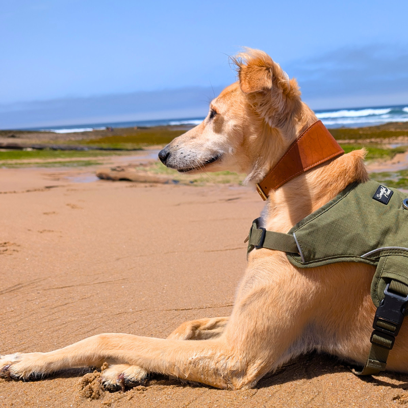 leather fishtail collar on saluki