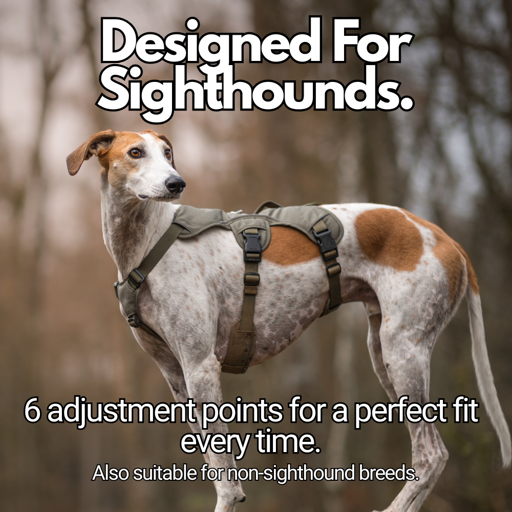 lurcher wearing harness designed for sighthounds