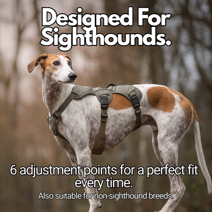 lurcher wearing harness designed for sighthounds