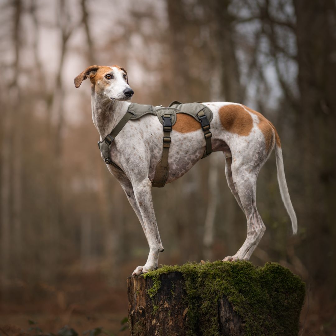 Padded shop lurcher harness