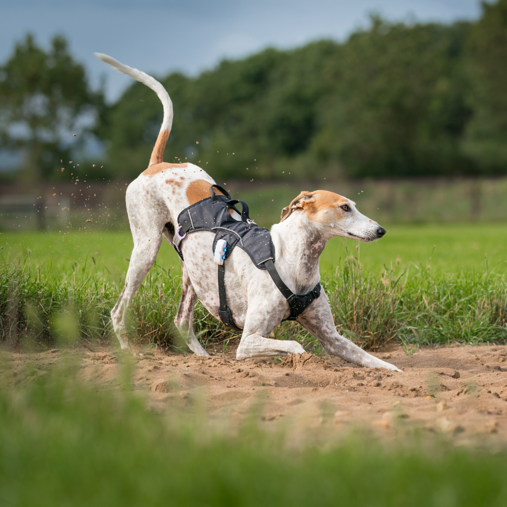 Sighthound Harness Escape Proof For Whippets, Greyhounds