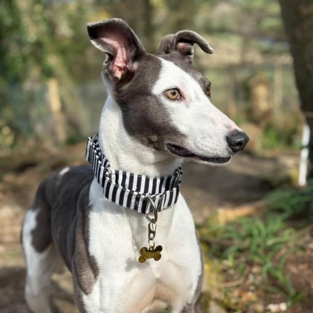 Martingale Collar - Black & White Stripe | Whippets & Greyhounds