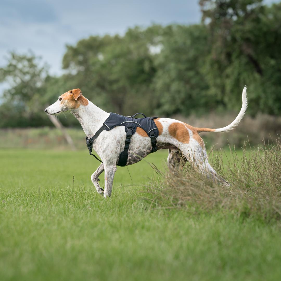 Lurcher store dog harness