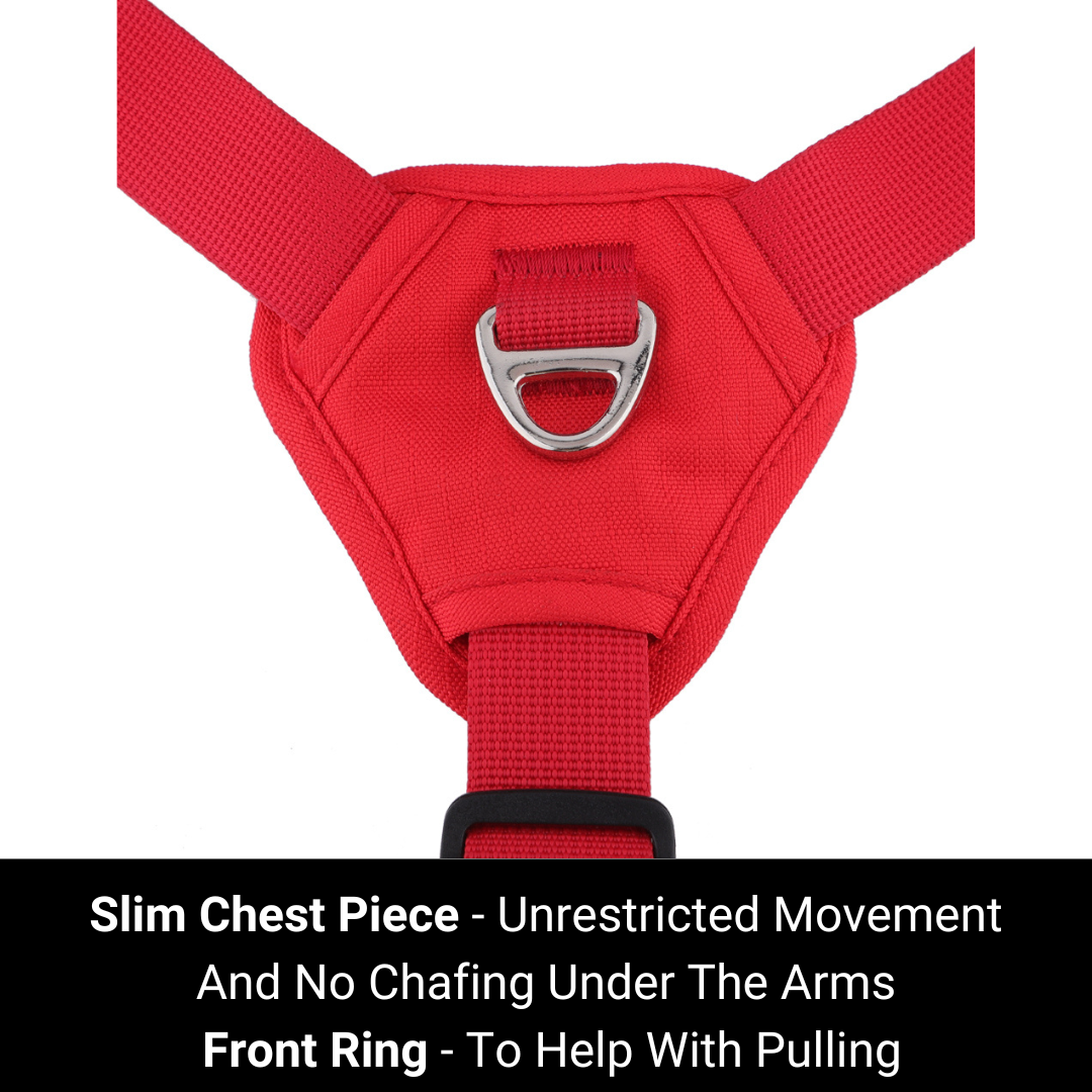 No pull harness with front ring
